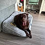 animal, canine, chair, chocolate_labrador, couch, cozy, desk, dog, dog_bed, domestic, fur, happy, home, indoor, labrador, living_room, pet, resting, tongue_out, wood_floor