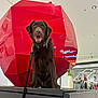 animal, background, black, chocolate_lab, collar, dog, fur, geometric, happy, indoor, labrador, leash, modern, pet, platform, red, sculpture, shopping_mall, smiling, storefront