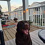 animal, chocolate_labrador, dog, domestic_animal, fence, happy, house, mammal, outdoor, pet, porch, potted_plants, rug, sky, smiling, string_lights, sunset, table, tongue_out, wooden_floor