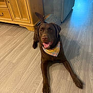 Lotti joined the competition — help win amazing prizes! bandana, cabinet, canine, chocolate_labrador, couch, dog, domestic_animal, floor, furniture, happy, household, indoor, labrador, lying_down, mammal, paw, pet, smiling, tail, wood_floor