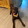 bandana, cabinet, canine, chocolate_labrador, couch, dog, domestic_animal, floor, furniture, happy, household, indoor, labrador, lying_down, mammal, paw, pet, smiling, tail, wood_floor