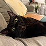 Binx joined the competition — help win amazing prizes! black_cat, cat, pet, indoor, couch, green_eyes, relaxed, feline, whiskers, cozy, living_room, pillow, soft_fabric, fur, close_up, animal, domestic_animal, resting, comfort, home