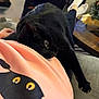 Binx is registered to the contest to win money with this photo: black_cat, cat, pet, animal, lap, person, clothing, shirt, indoor, cozy, relaxing, paw, stretching, feline, illustration, home, sofa, legs, socks, yellow_eyes