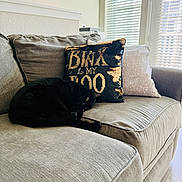 Binx joined the competition — help win amazing prizes! cat, black_cat, couch, pillow, living_room, indoor, sunlight, blinds, cozy, furniture, pet, resting, sleeping, home, soft_light, decor, relaxing, animal, domestic, comfortable