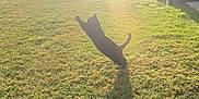 Binx is registered to the contest to win money with this photo: cat, silhouette, leaping, grass, sunlight, shadow, outdoor, animal, nature, daylight, playful, sunbeam, greenery, motion, pet, feline, backlit, jumping, sunny, yard
