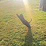 animal, backlit, cat, daylight, feline, grass, greenery, jumping, leaping, motion, nature, outdoor, pet, playful, shadow, silhouette, sunbeam, sunlight, sunny, yard