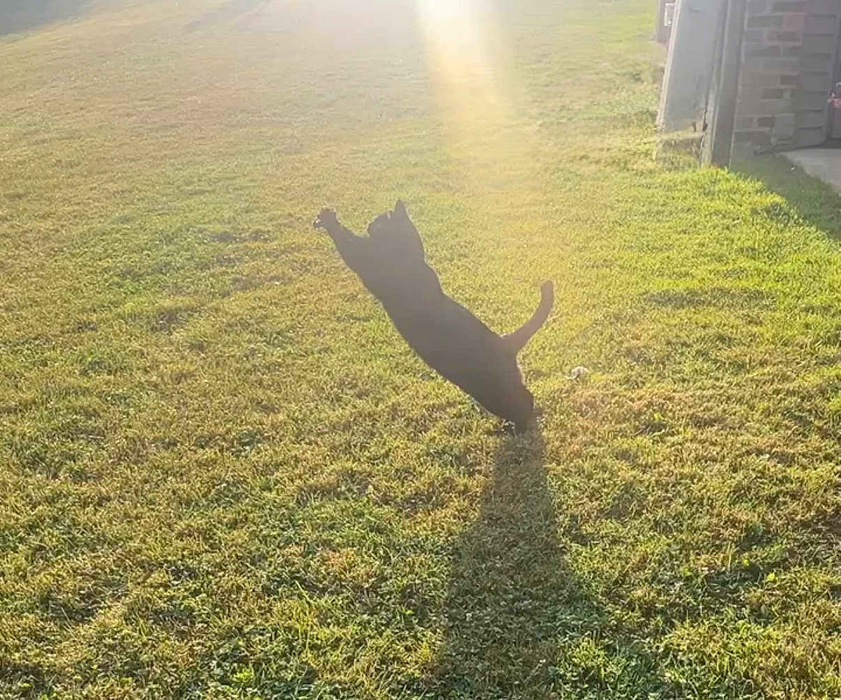Binx