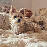 Perle participe au concours pour gagner de l'argent avec cette photo : dog, fluffy, blanket, plush, teddy_bears, cozy, indoor, cute, pet, fur, bedroom, relaxed, soft, comfort, animal, ears, snout, lying_down, home, decor