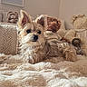 dog, fluffy, blanket, plush, teddy_bears, cozy, indoor, cute, pet, fur, bedroom, relaxed, soft, comfort, animal, ears, snout, lying_down, home, decor