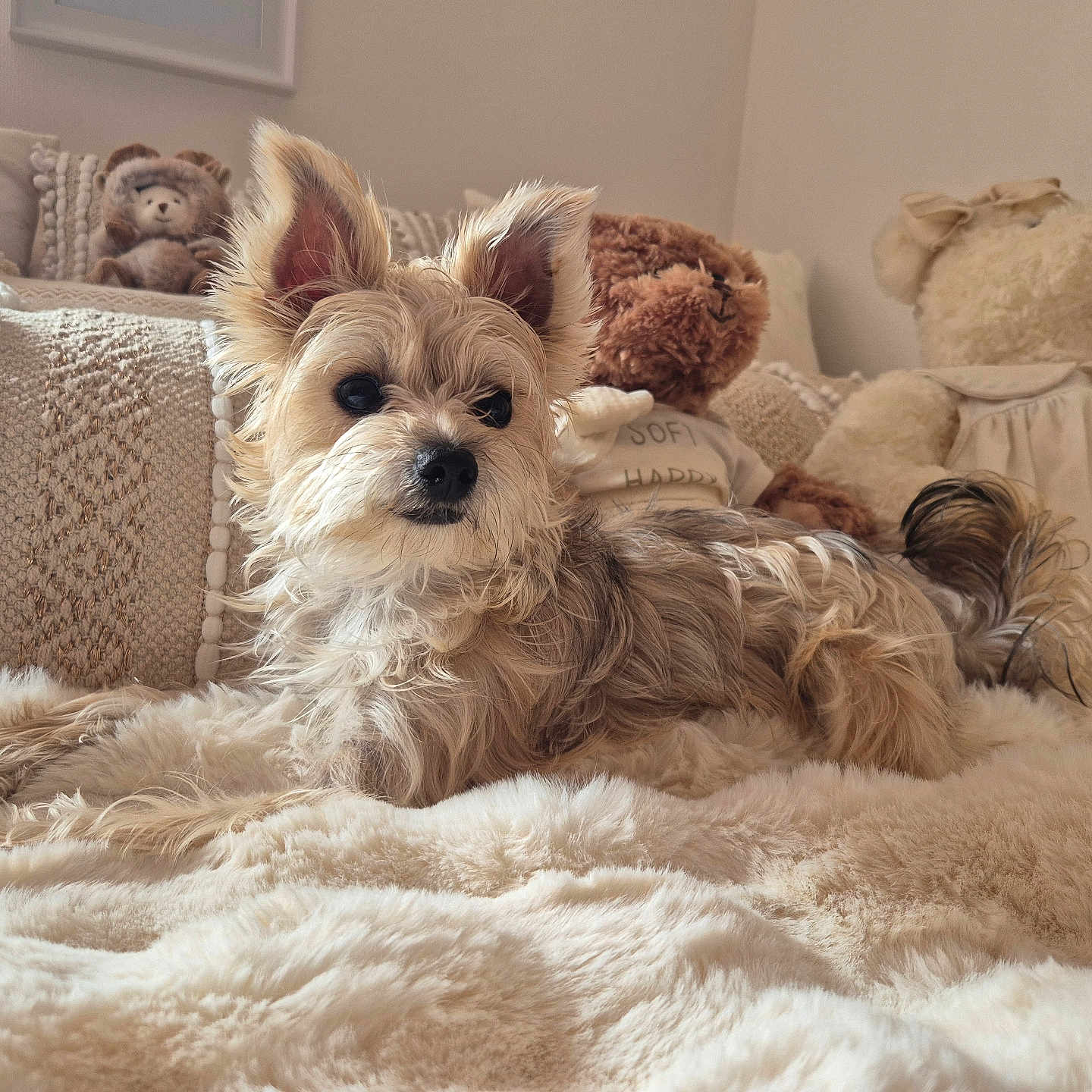 Perle participe au concours pour gagner de l'argent avec cette photo : dog, fluffy, blanket, plush, teddy_bears, cozy, indoor, cute, pet, fur, bedroom, relaxed, soft, comfort, animal, ears, snout, lying_down, home, decor
