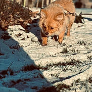 Akina a rejoint le concours — aidez-le/la à gagner de superbes lots ! dog, puppy, leash, snow, grass, outdoor, sunlight, shadow, fence, pet, animal, walking, winter, curious, fluffy, canine, nature, daylight, small_dog, exploring