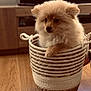 dog, puppy, basket, fluffy, pet, indoor, wooden_floor, cozy, curious, small_dog, cute, furry, animal, domestic_animal, home, pet_portrait, sitting, face, paw, woven_basket