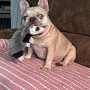 Rocky Balboa is registered to the contest to win money with this photo: dog, french_bulldog, stuffed_toy, opossum_toy, pet, couch, blanket, indoor, animal, playful, wide_eyes, fur, ears, nose, paw, sitting, home, brown_couch, striped_blanket, toy_in_mouth