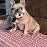 dog, french_bulldog, stuffed_toy, opossum_toy, pet, couch, blanket, indoor, animal, playful, wide_eyes, fur, ears, nose, paw, sitting, home, brown_couch, striped_blanket, toy_in_mouth