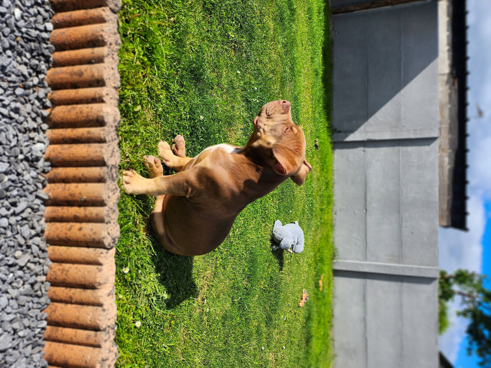 Saïko participe au concours pour gagner de l'argent avec cette photo : canidae, carnivore, companion_dog, dog, dog_breed, dog_collar, fawn, grass, guard_dog, house, mammal, plant, shrub, sporting_group, tail, tree, vertebrate, window, wood, working_animal