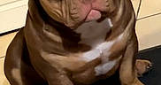 Saïko a rejoint le concours — aidez-le/la à gagner de superbes lots ! animal, boxer, bulldog, canine, dog, frenchbulldog, pet, pitbull, puppy, snout