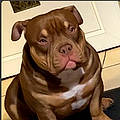 Lody D. A.