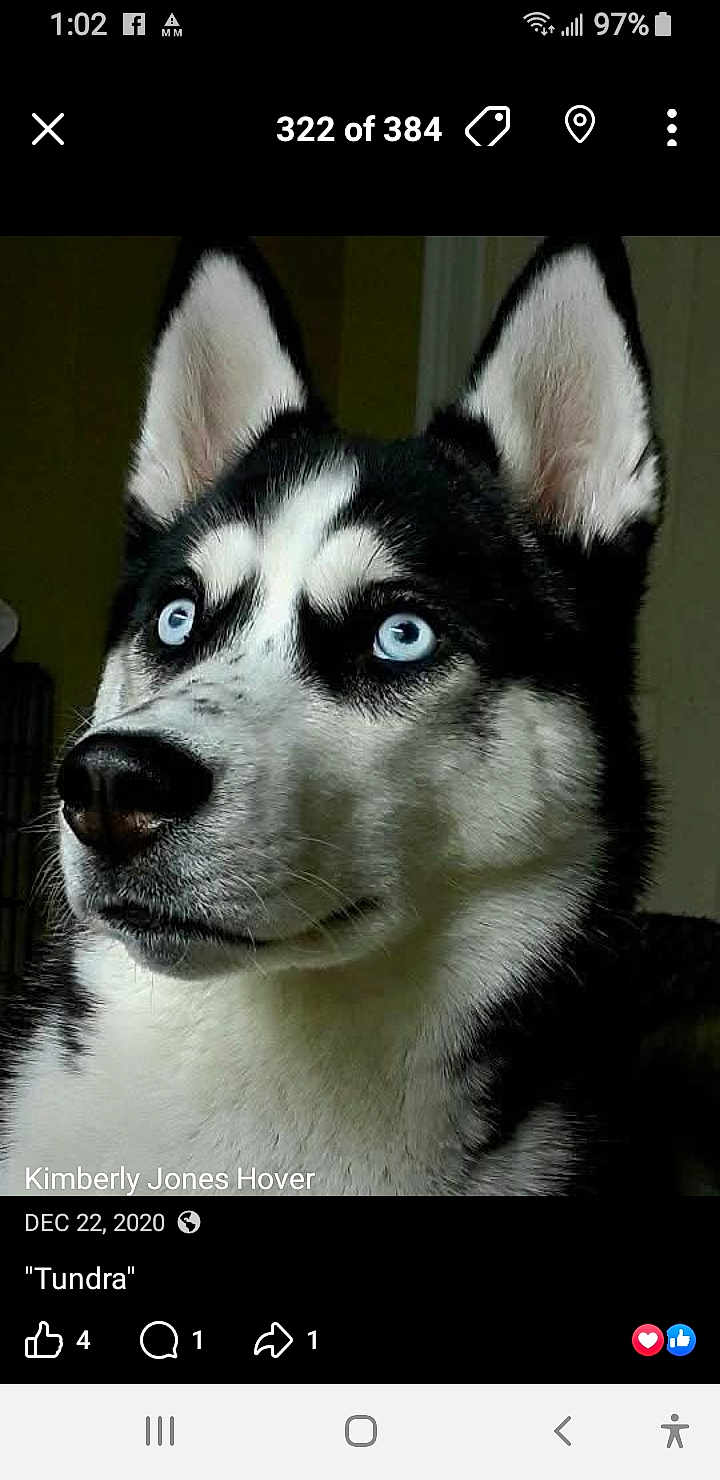 Tundra joined the competition — help win amazing prizes! dog, husky, blue_eyes, close_up, pet, canine, indoor, fur, black_and_white, portrait, animal, mammal, ears, snout, nose, whiskers, alert, looking_away, focused, companion