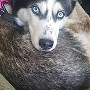 Tundra is registered to the contest to win money with this photo: dog, husky, blue_eyes, fur, black_and_white, pet, animal, indoor, blanket, cozy, curled_up, canine, close_up, fur_texture, resting, collar, couch, domestic_animal, looking, portrait