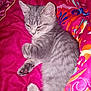 Alexandra Jorand participe au concours pour gagner de l'argent avec cette photo : animal, blanket, cat, colorful_blanket, cozy, cute, domestic_cat, fur, gray_cat, indoor, kitten, paw, pet, pink, resting, sleepy, soft, tabby, whiskers, young_cat
