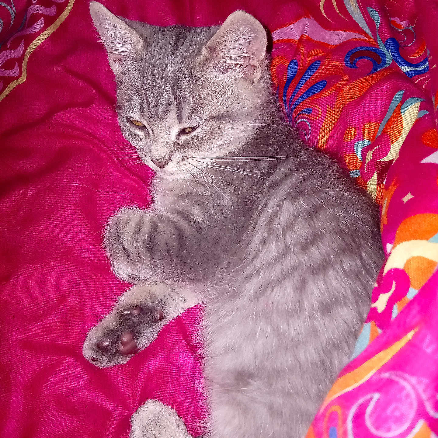 Alexandra Jorand participe au concours pour gagner de l'argent avec cette photo : animal, blanket, cat, colorful_blanket, cozy, cute, domestic_cat, fur, gray_cat, indoor, kitten, paw, pet, pink, resting, sleepy, soft, tabby, whiskers, young_cat