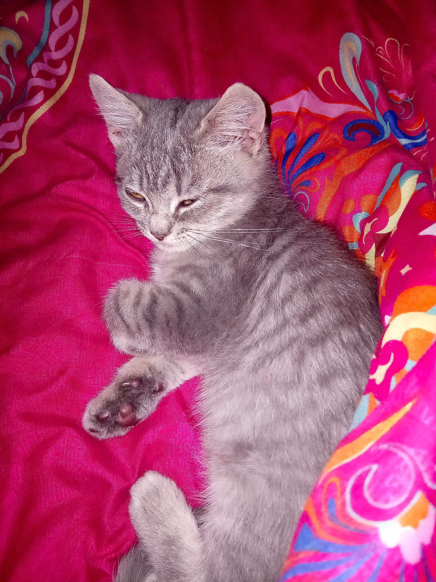 Alexandra Jorand participe au concours pour gagner de l'argent avec cette photo : animal, blanket, cat, colorful_blanket, cozy, cute, domestic_cat, fur, gray_cat, indoor, kitten, paw, pet, pink, resting, sleepy, soft, tabby, whiskers, young_cat