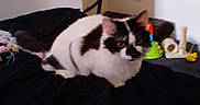 Princess Rylands is registered to the contest to win money with this photo: animal, bed, black_and_white, blanket, cat, cozy, dresser, ears, eyes, feline, furniture, indoors, pet, photography, portrait, room, sitting, television, toy, whiskers