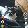 Princess Rylands is registered to the contest to win money with this photo: animal, black_and_white, blanket, cardboard_box, cat, close_up, ears, eyes, fluffy, fur, home, indoors, lying_down, pet, portrait, relaxed, sitting, smartphone_screenshot, social_media, whiskers