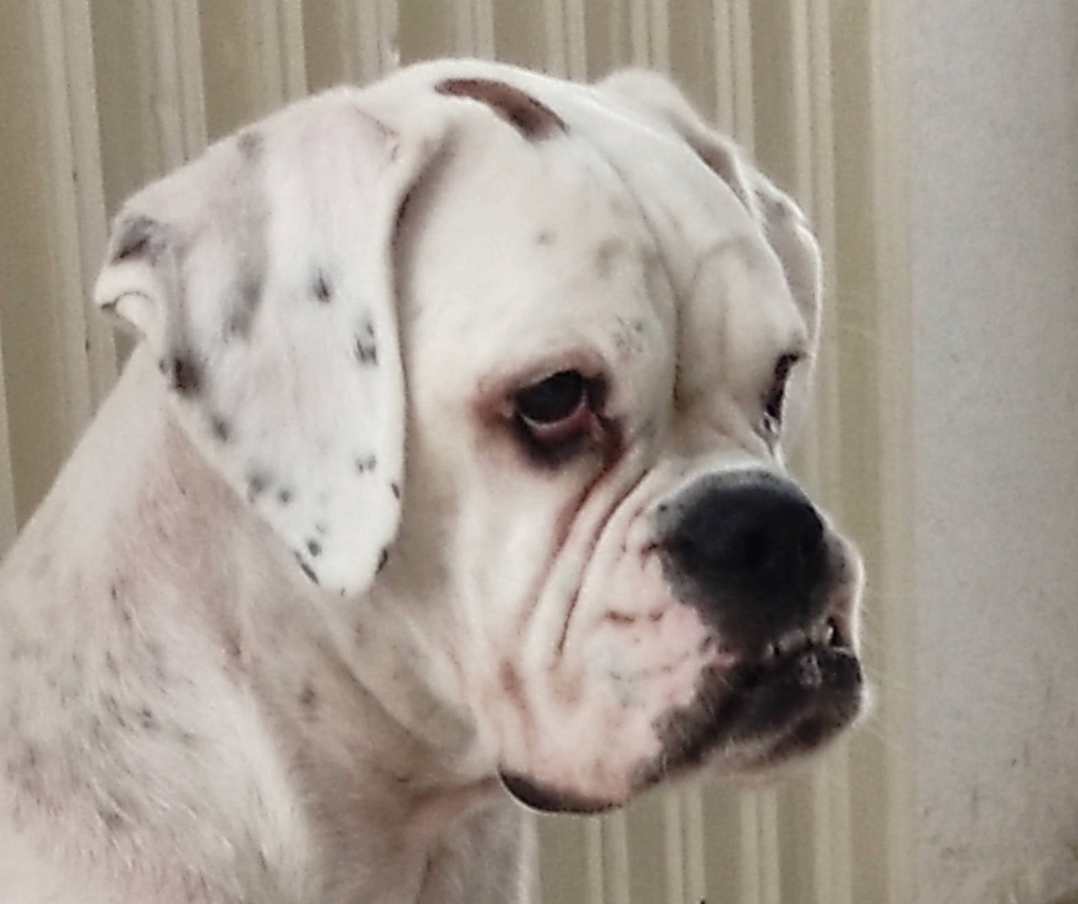 Tara participe au concours pour gagner de l'argent avec cette photo : boxer, bulldog, canidae, carnivore, collar, companion_dog, cordoba_fighting_dog, dog, dog_breed, dog_collar, fawn, non_sporting_group, snout, sporting_group, whiskers, working_animal, wrinkle