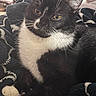 Oreo joined the competition — help win amazing prizes! animal, black_and_white, blanket, cat, closeup, cozy, cute, domestic_cat, feline, fur, home, indoor, paw, pet, relaxed, resting, soft_texture, tuxedo_cat, whiskers, yellow_eyes