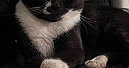 Oreo is registered to the contest to win money with this photo: cat, black_and_white, pet, animal, fur, paws, carpet, leather, strap, indoor, closeup, whiskers, relaxed, cute, playful, resting, domestic, feline, soft_lighting, texture