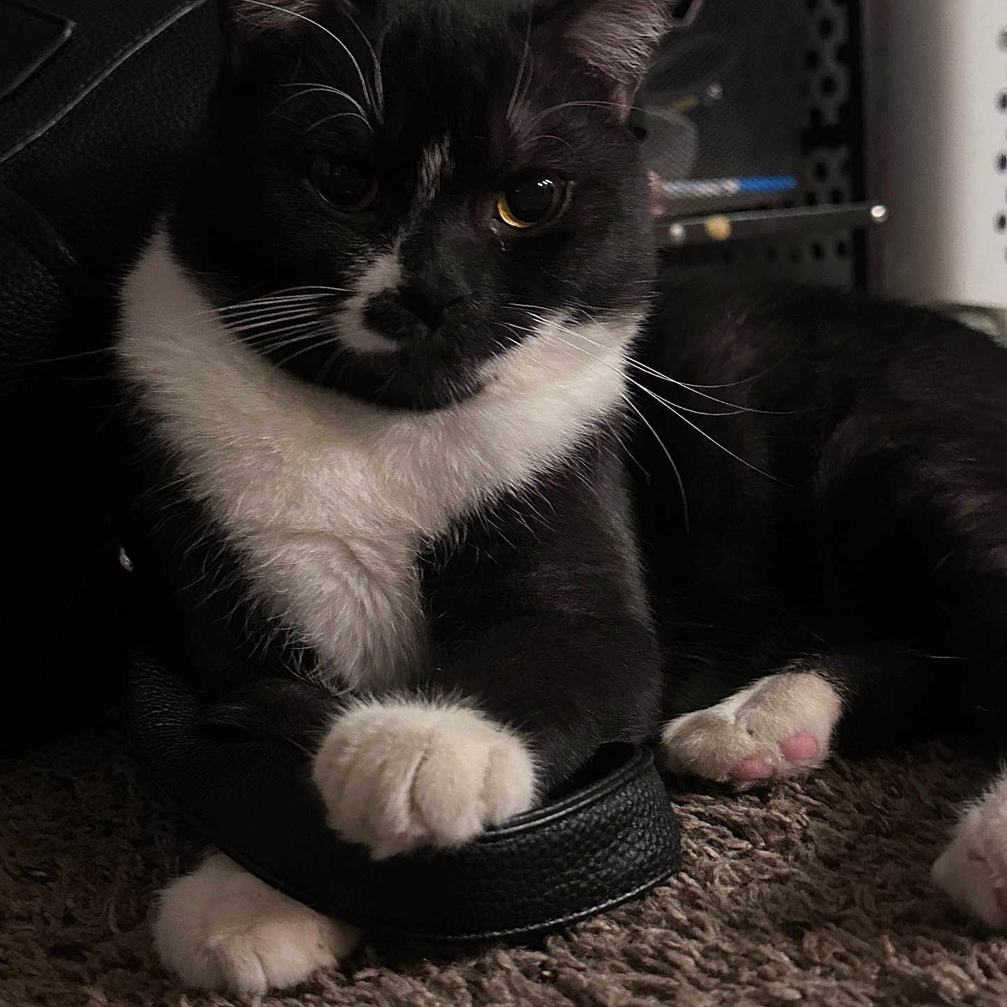 Oreo