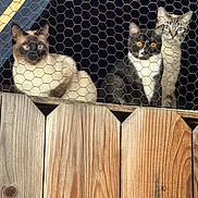 Oreo is registered to the contest to win money with this photo: cat, fence, wood, chicken_wire, animal, pet, curious, three_cats, outdoor, ears, eyes, fur, sitting, looking, domestic_animal, mammal, face, whiskers, alert, nature