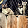 cat, fence, wood, chicken_wire, animal, pet, curious, three_cats, outdoor, ears, eyes, fur, sitting, looking, domestic_animal, mammal, face, whiskers, alert, nature