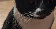 Oreo joined the competition — help win amazing prizes! animal, black_and_white, blurred_background, cat, close_up, curious, cute, domestic_cat, face, feline, fur, indoor, indoor_lighting, orange_eyes, pet, portrait, sitting, soft_light, tuxedo_cat, whiskers