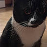 Oreo joined the competition — help win amazing prizes! cat, tuxedo_cat, close_up, whiskers, orange_eyes, indoor, fur, pet, animal, curious, black_and_white, portrait, face, feline, domestic_cat, soft_light, blurred_background, cute, sitting, indoor_lighting