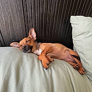 Luna joined the competition — help win amazing prizes! dog, puppy, sleeping, brown_dog, pillow, cushion, wooden_wall, resting, indoor, pet, canine, relaxed, cozy, small_dog, nap, fur, ears, animal, peaceful, cute
