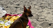 Luna joined the competition — help win amazing prizes! dog, beach, sand, towel, sunny, outdoor, small_dog, brown_dog, pet, canine, harness, seaside, relaxing, summer, vacation, animal, daytime, coast, water, waves