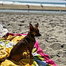 dog, beach, sand, towel, sunny, outdoor, small_dog, brown_dog, pet, canine, harness, seaside, relaxing, summer, vacation, animal, daytime, coast, water, waves
