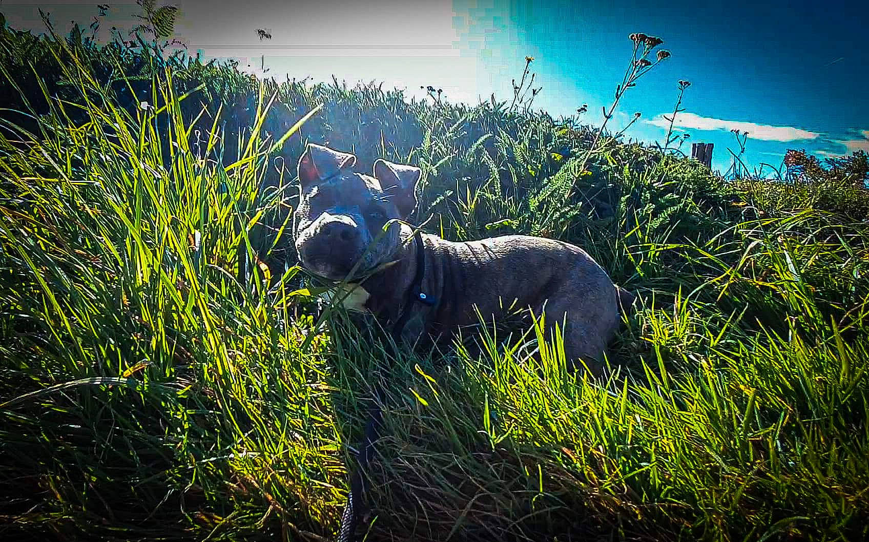Pouki a rejoint le concours — aidez-le/la à gagner de superbes lots ! american_bulldog, american_pit_bull_terrier, canidae, carnivore, dog, dog_breed, grass, grass_family, guard_dog, non_sporting_group, plant, shrub, sky
