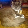 Nelson joined the competition — help win amazing prizes! cat, gray_cat, white_paws, fluffy, sleepy, indoor, wooden_table, television, box, furniture, domestic_animal, pet, fur, whiskers, tail, relaxed, cozy, household, resting, mammal