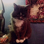 Nelson is registered to the contest to win money with this photo: cat, tuxedo_cat, fluffy, whiskers, paws, lamp, tapestry, indoor, dim_lighting, vintage, decor, furniture, portrait, pet, animal, cozy, sitting, dark_surface, home, feline
