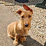 dog, puppy, outdoor, sunlight, concrete, gravel, ear_flop, brown_fur, pet, curious, sitting, backyard, plastic_chair, shadow, wall, plants, small_dog, cute, animal, daylight