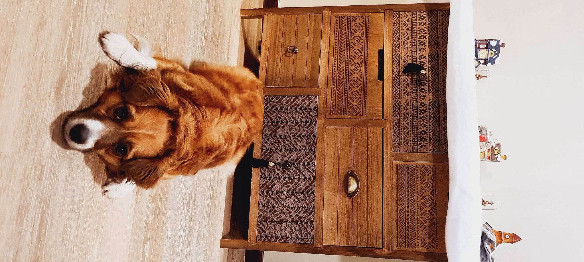 Jimy a rejoint le concours — aidez-le/la à gagner de superbes lots ! brown, carnivore, companion_dog, dog, dog_breed, door, felidae, fur, hardwood, home_door, liver, pattern, rectangle, room, small_to_medium_sized_cats, tints_and_shades, whiskers, wood, wood_stain, working_animal
