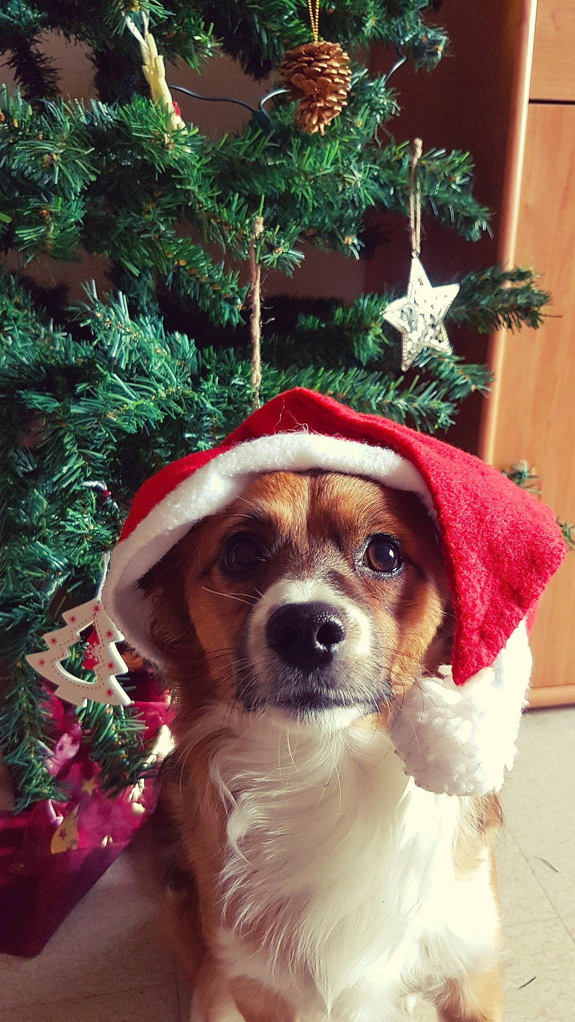 Jimy a rejoint le concours — aidez-le/la à gagner de superbes lots ! canidae, carnivore, christmas, christmas_eve, christmas_ornament, christmas_tree, companion_dog, dog, dog_breed, dog_clothes, fawn, hat, holiday, mammal, puppy, rat_terrier, russell_terrier, snout, sporting_group, tree