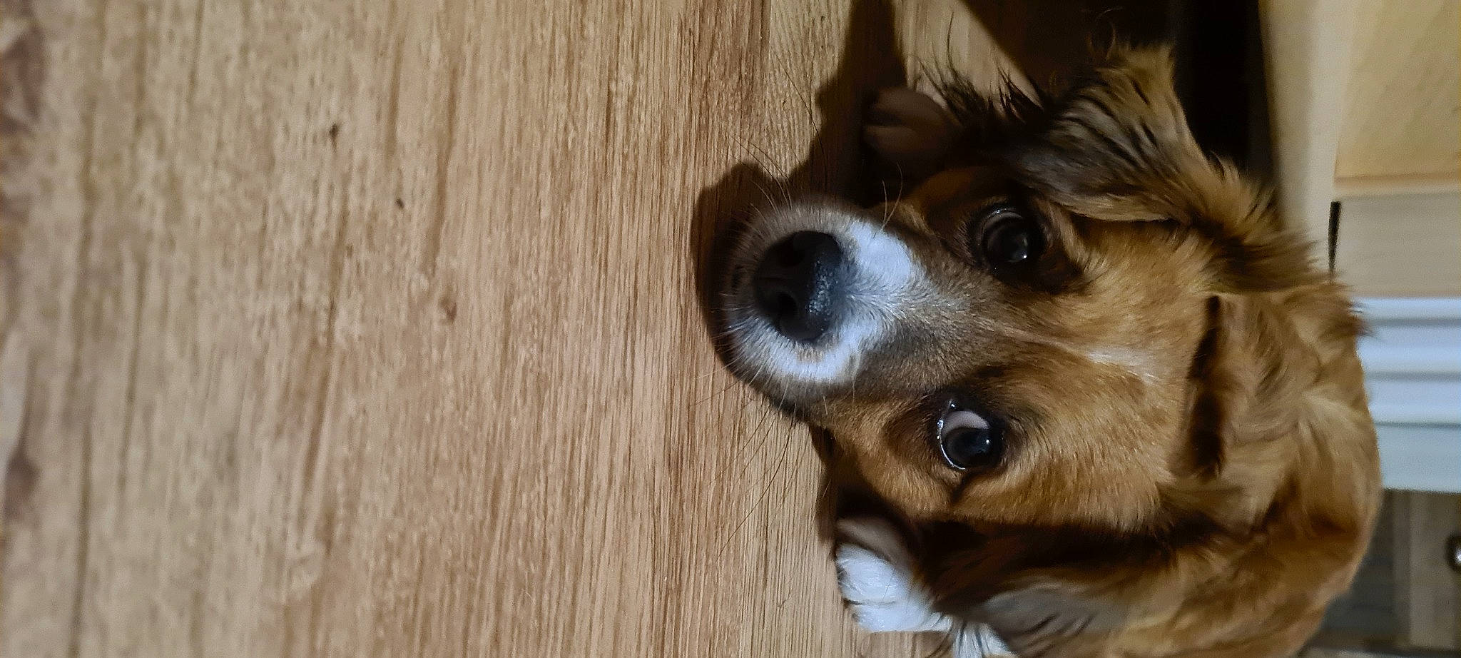 Jimy a rejoint le concours — aidez-le/la à gagner de superbes lots ! carnivore, companion_dog, dog, dog_breed, ear, fawn, flooring, fur, hardwood, plank, plant, plywood, snout, terrestrial_animal, toy_dog, varnish, whiskers, wood, wood_flooring, wood_stain
