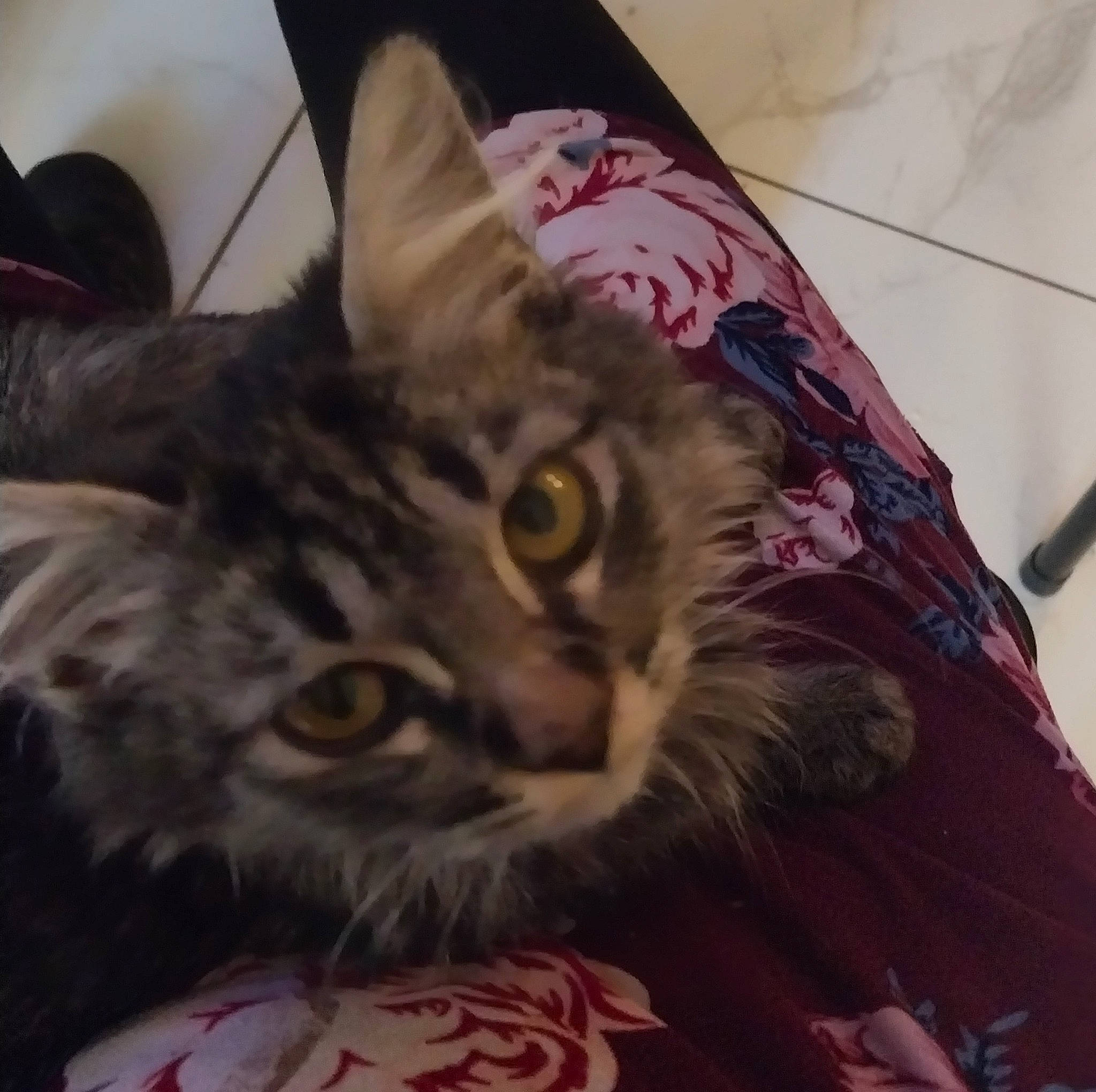 Tommy Boy joined the competition — help win amazing prizes! carnivore, cat, comfort, domestic_short_haired_cat, felidae, fur, linens, paw, plant, sky, small_to_medium_sized_cats, square, visual_arts, whiskers