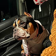 Peanut joined the competition — help win amazing prizes! dog, bulldog, pet, car_interior, leather_seat, hoodie, pink_leash, headrest, strawberry_print, night, portrait, close_up, paws, facial_expression, passenger_seat, window, fur, cute, cozy, collar