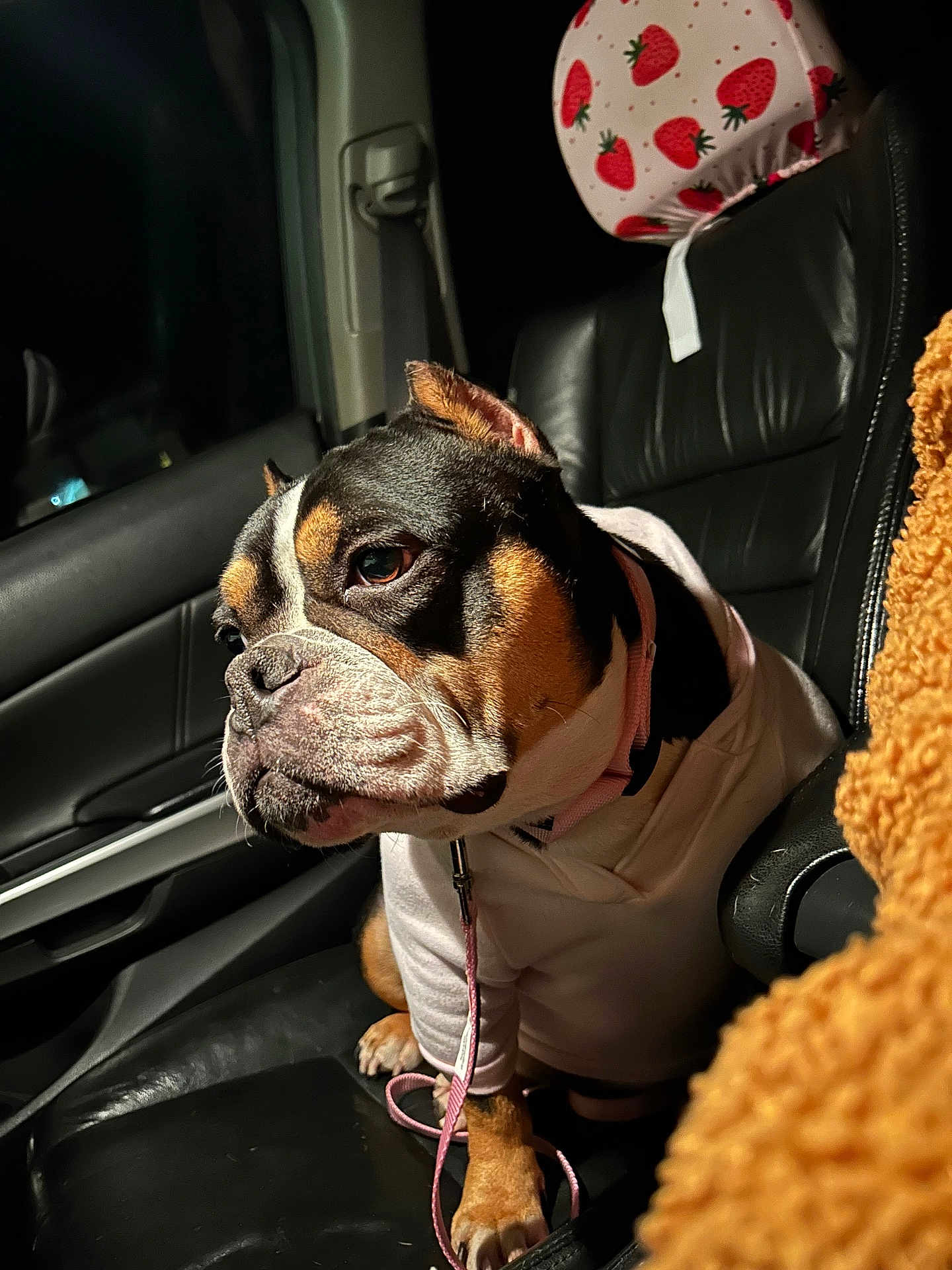 Peanut joined the competition — help win amazing prizes! dog, bulldog, pet, car_interior, leather_seat, hoodie, pink_leash, headrest, strawberry_print, night, portrait, close_up, paws, facial_expression, passenger_seat, window, fur, cute, cozy, collar