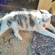 Snowflake is registered to the contest to win money with this photo: animal, blanket, carpet, cat, collar, cute, domestic, feline, fur, gray, home, indoor, laying, pet, relaxed, resting, sunlight, tabby, tag, white